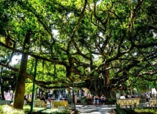 Centenária árvore de Florianópolis citada no hino do município não é originária do Brasil, diz pesquisa