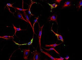 Mayaro e o que mais? Unicamp aponta possível transmissão urbana do vírus em Roraima e vê indícios de novas ameaças