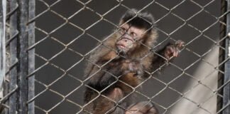 O Hospital Veterinário do Zoológico de Brasília recebe animais resgatados e vítimas de atropelamentos, incêndios florestais ou outros crimes ambientais | Fotos: Tony Oliveira/ Agência Brasília