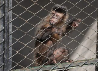O Hospital Veterinário do Zoológico de Brasília recebe animais resgatados e vítimas de atropelamentos, incêndios florestais ou outros crimes ambientais | Fotos: Tony Oliveira/ Agência Brasília
