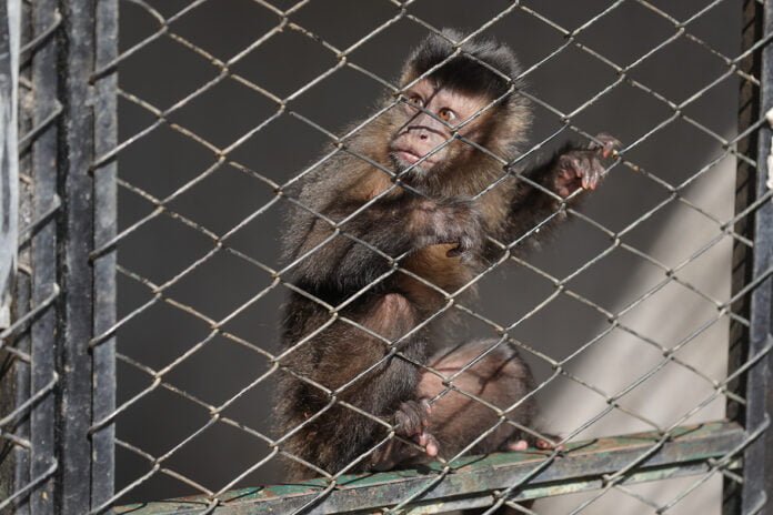 O Hospital Veterinário do Zoológico de Brasília recebe animais resgatados e vítimas de atropelamentos, incêndios florestais ou outros crimes ambientais | Fotos: Tony Oliveira/ Agência Brasília