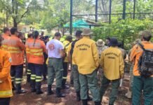 Como Ajudar Animais Afetados por Incêndios em Reservas Ecológicas