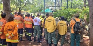 Como Ajudar Animais Afetados por Incêndios em Reservas Ecológicas