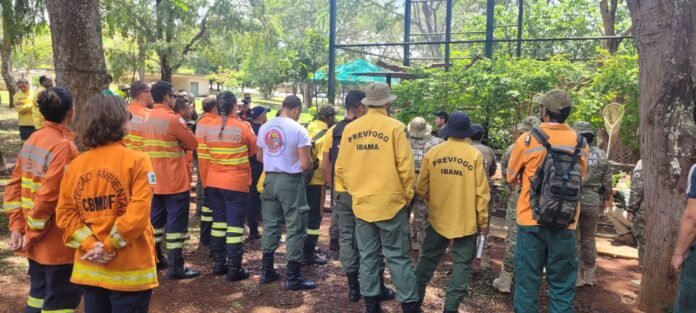 Como Ajudar Animais Afetados por Incêndios em Reservas Ecológicas
