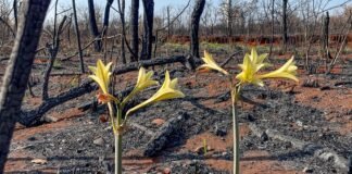 Resiliência em Cores: O Renascimento do Cerrado Após o Fogo