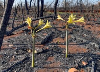 Resiliência em Cores: O Renascimento do Cerrado Após o Fogo