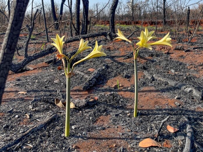 Resiliência em Cores: O Renascimento do Cerrado Após o Fogo