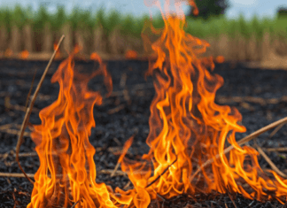 Com decreto, fazendas com queimadas ilegais terão embargo e ficarão sem crédito rural