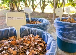 Banco de Sementes Comunitário da Granja Modelo do Ipê: Uma Nova Era para a Agricultura Local A principal novidade do Banco Comunitário é a possibilidade da troca de sementes entre a granja e o produtor | Fotos: Divulgação/Seagri