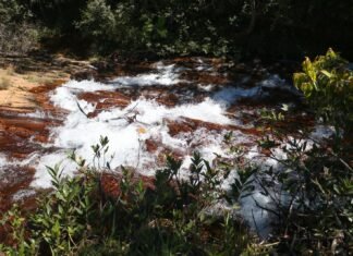 Decreto garante preservação de Cerrado na APA do Rio São Bartolomeu