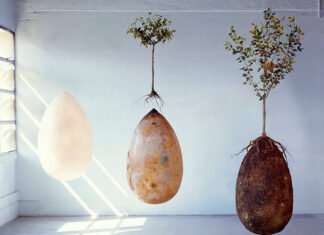 Adeus Caixões! Cápsulas Orgânicas Transformam Nossos Mortos em Árvores cápsula orgânica biodegradável ao lado de uma árvore em crescimento em um cemitério ecológico