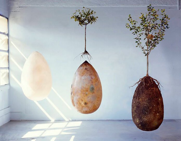 cápsula orgânica biodegradável ao lado de uma árvore em crescimento em um cemitério ecológico