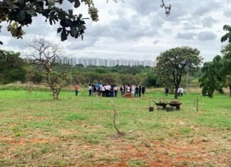 Voluntários Preservam o Parque Ecológico Ezechias Heringer e o Cerrado Ação de preservação do Cerrado com voluntários no Parque Ecológico Ezechias Heringer.