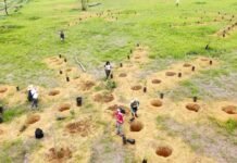 Vista do plantio em núcleos no Parque Ezechias Heringer, com mudas nativas do Cerrado agrupadas em áreas de densidade elevada.