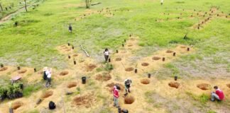 Vista do plantio em núcleos no Parque Ezechias Heringer, com mudas nativas do Cerrado agrupadas em áreas de densidade elevada.