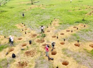 Vista do plantio em núcleos no Parque Ezechias Heringer, com mudas nativas do Cerrado agrupadas em áreas de densidade elevada.