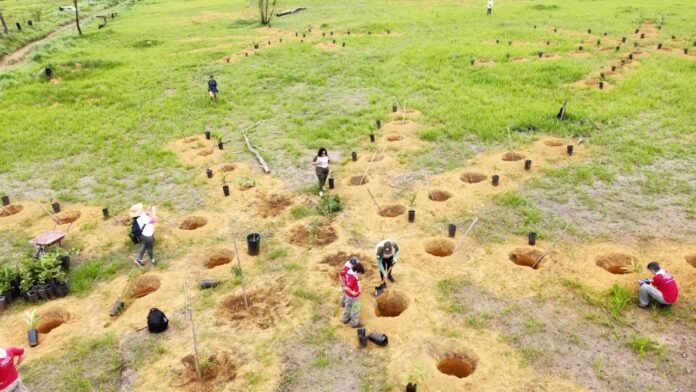 Imagem do WhatsApp de 2024-12-03 à(s) 06.49.38_f7a48bd3 Vista do plantio em núcleos no Parque Ezechias Heringer, com mudas nativas do Cerrado agrupadas em áreas de densidade elevada.