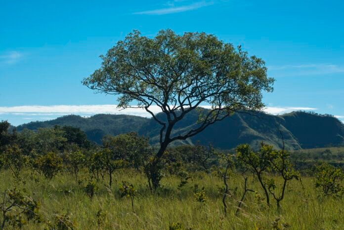 Reserva Natural Serra do Tombador, Cavalcante, Goias, Brasil, foto de Ze Paiva, Vista Imagens.