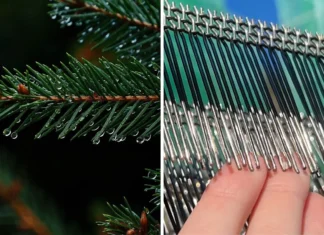 Ordenha de Nuvens: Técnica Sustentável para Reflorestamento Estruturas utilizadas na ordenha de nuvens captando água da neblina para reflorestamento sustentável.