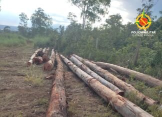 Arvores cortadas de forma ilegal