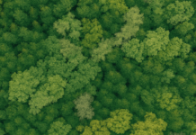 Vista aérea de uma floresta densa com copas de árvores em diferentes tons de verde, simbolizando a biodiversidade, a natureza preservada e a importância da conservação ambiental no Dia da Terra.