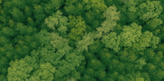 Vista aérea de uma floresta densa com copas de árvores em diferentes tons de verde, simbolizando a biodiversidade, a natureza preservada e a importância da conservação ambiental no Dia da Terra.