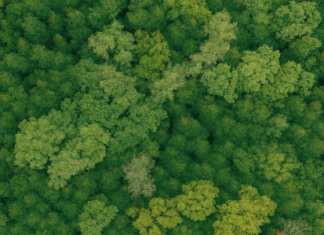 Vista aérea de uma floresta densa com copas de árvores em diferentes tons de verde, simbolizando a biodiversidade, a natureza preservada e a importância da conservação ambiental no Dia da Terra.