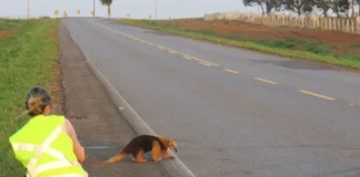 Tamandua atravessa rodovia brasileira sem proteção contra atropelamentos.