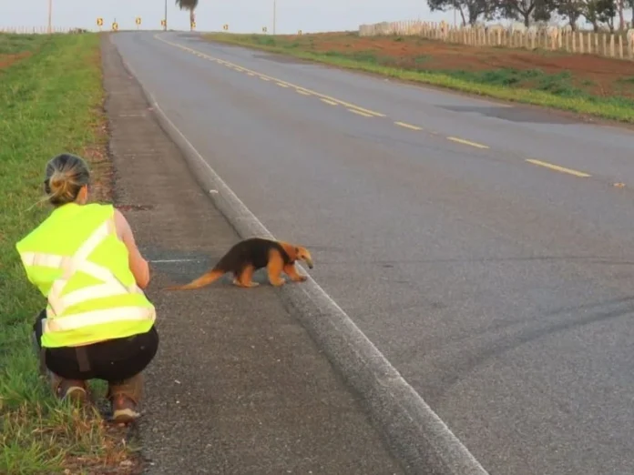 Tamandua atravessa rodovia brasileira sem proteção contra atropelamentos.