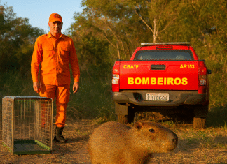 Capivara que sobreviveu a atropelamento no Distrito Federal sendo reintegrada à natureza