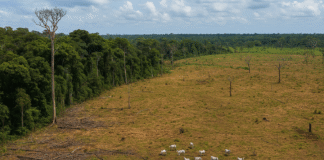 Área desmatada na Amazônia utilizada para criação de gado, destacando impactos ambientais da indústria do couro