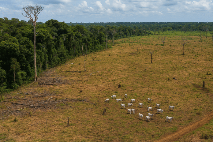 Área desmatada na Amazônia utilizada para criação de gado, destacando impactos ambientais da indústria do couro