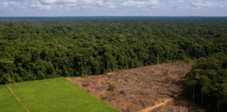 Floresta amazônica com áreas desmatadas, representando os desafios do licenciamento ambiental.
