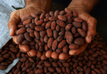 Agricultores familiares em Rondônia trabalhando em práticas sustentáveis de bioeconomia.