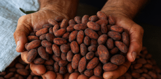 Agricultores familiares em Rondônia trabalhando em práticas sustentáveis de bioeconomia.