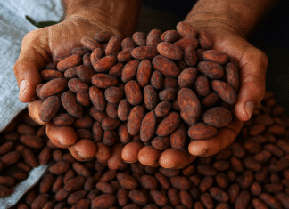 Agricultores familiares em Rondônia trabalhando em práticas sustentáveis de bioeconomia.