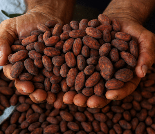 Agricultores familiares em Rondônia trabalhando em práticas sustentáveis de bioeconomia.
