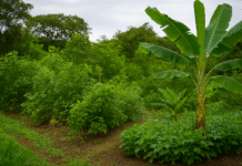 Sistema agroflorestal em Taguatinga com vegetação nativa e frutífera, promovendo sustentabilidade.