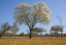 O fruto da cagaiteira, pequeno, amarelo e redondo, é muito usado na culinária, na produção de geleias, sucos e picolés, além de ser um aliado na luta contra a diabetes | Fotos: Geovana Albuquerque/Agência Brasília