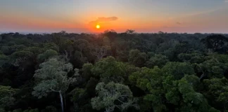 Diretora do Instituto Clima e Sociedade apresenta edital para projetos com inteligência artificial voltados ao meio ambiente