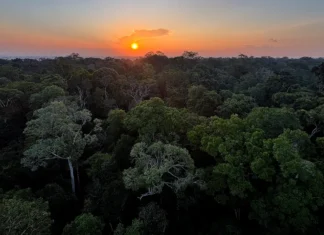 Diretora do Instituto Clima e Sociedade apresenta edital para projetos com inteligência artificial voltados ao meio ambiente