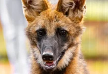 Loba-guará Atena no Zoológico de Brasília, símbolo da conservação do cerrado.