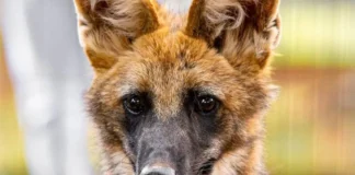Loba-guará Atena no Zoológico de Brasília, símbolo da conservação do cerrado.