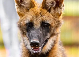 Loba-guará Atena no Zoológico de Brasília, símbolo da conservação do cerrado.