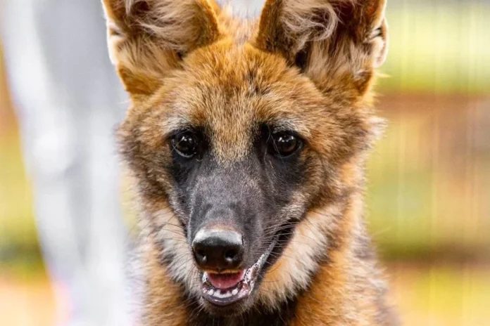 lobo-guara-zoo-destaque Loba-guará Atena no Zoológico de Brasília, símbolo da conservação do cerrado.