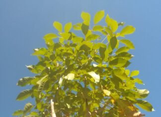 Evento celebra o Dia do Cerrado com plantio de mudas e atividades culturais no Guará II