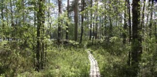 pântano-caminho-árvores-longas