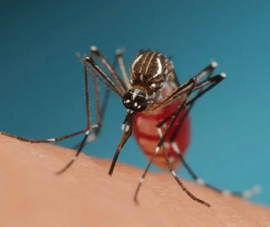 Mosquito Aedes aegypti, vetor da chikungunya, ampliado em macrofotografia