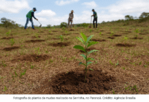 Fotografia do plantio de mudas realizado na Serrinha, no Paranoá.