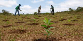 Fotografia do plantio de mudas realizado na Serrinha, no Paranoá.
